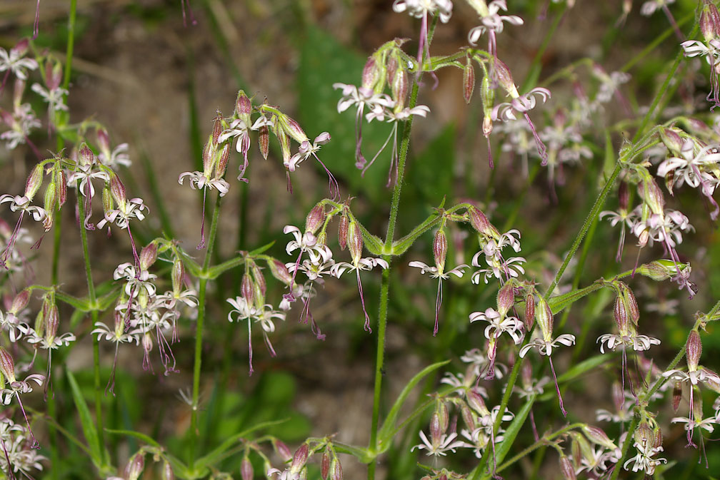 Silene nutans / Silene ciondola